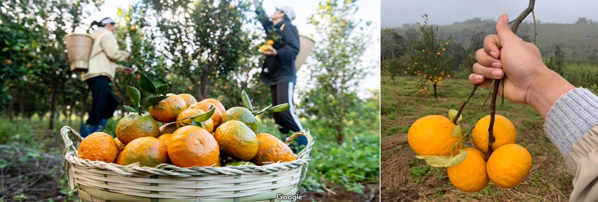 tour kỳ co - lặn san hô bãi dứa